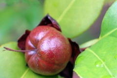 Mature-fruits-of-Camellia