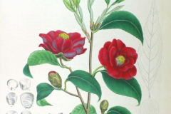 Plant-Illustration-of-Camellia