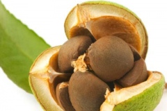 Seeds-of-Camellia