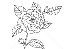 Sketch-of-Camellia