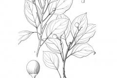 Camphor-drawing