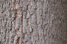 Camphor-bark
