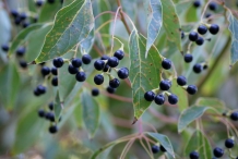 Camphor-berries