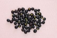 Camphor--collection