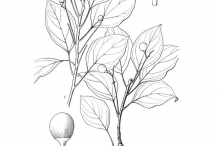 Camphor-drawing