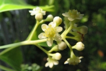 Camphor-flower