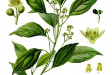 Camphor-illustration