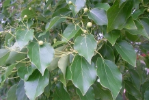 Camphor-leaves