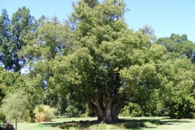 Camphor-tree