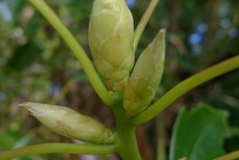 Flower-bud-of-Camphor