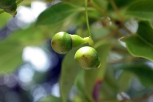 Unripe-fruit-of-Camphor