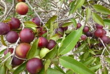 Camu-camu-fruit