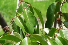 Leaves-of-Camu-camu