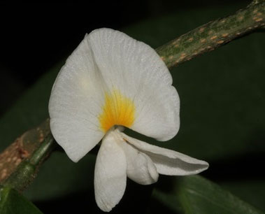 Closer-view-of-flower-of-Camwood