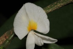 Closer-view-of-flower-of-Camwood
