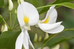 Flower-of-Camwood