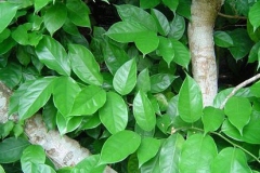 Leaves-of-Camwood