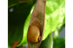 Mature-fruits-of-Camwood