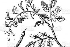 Plant-illustration-of-Camwood