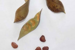 Seeds-of-Camwood