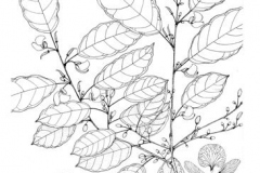 Sketch-of-Camwood