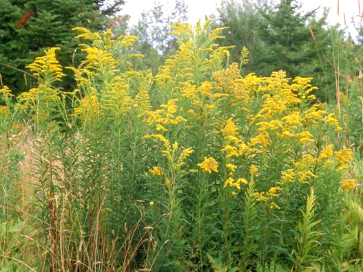 Canadian-goldenrod-Plant-growing-wild