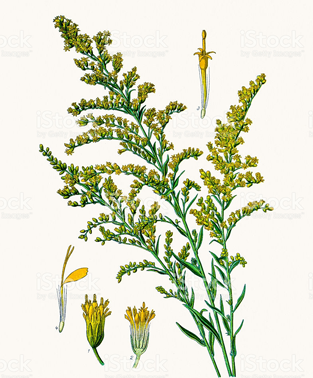 Canadian-goldenrod-plant-Illustration