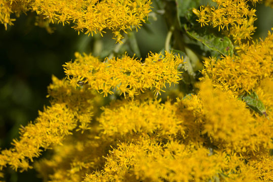 Closer-View-of-Canadian-goldenrod-Flower