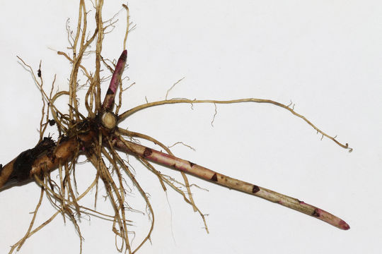 Roots-of-Canadian-goldenrod