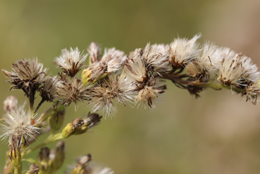 Seed-head-of-Canadian-goldenrod