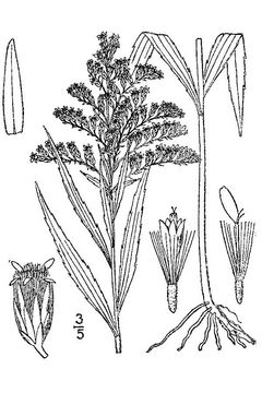 Sketch-of-Canadian-goldenrod-plant