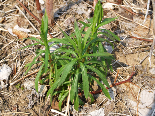 Small-Canadian-goldenrod-Plant