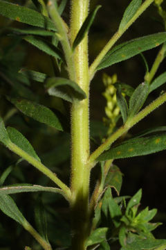 Stem-of-Canadian-goldenrod-plant