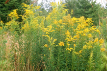 Canadian-goldenrod-Plant-growing-wild