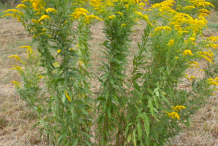 Canadian-goldenrod-Plant