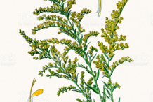 Canadian-goldenrod-plant-Illustration