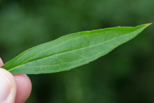 Closer-view-of-Canadian-goldenrod-leaves