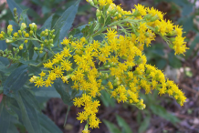 Flower-of-Canadian-goldenrod