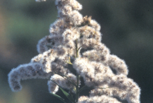 Fruit-of-Canadian-goldenrod