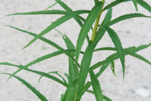 Leaves-of-Canadian-goldenrod