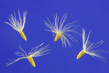 Seeds-of-Canadian-Goldenrod