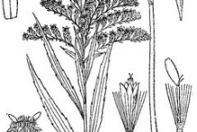 Sketch-of-Canadian-goldenrod-plant