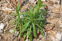 Small-Canadian-goldenrod-Plant