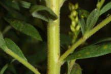 Stem-of-Canadian-goldenrod-plant