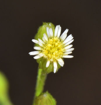 Flower-of--Canadian-Horseweed