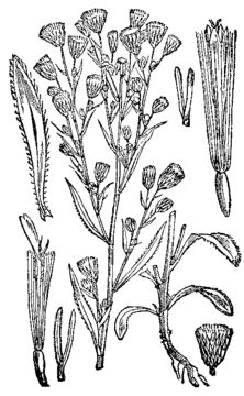Sketch-of--Canadian-Horseweed