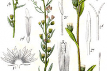 Canadian-Horseweed-Plant-Illustrations