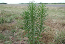 Canadian-Horseweed-Plant-growing-wild