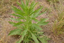 Canadian-Horseweed-Plant