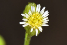Flower-of--Canadian-Horseweed